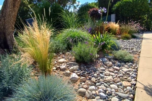 Jardin bord de mer à Villefranche-de-Lauragais avec sable stabilisé, galets de Garonne, olivier centenaire, graminées et lavandes – création Pierre Ô Jardin inspirée des paysages méditerranéens.