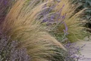 Lavande à Toulouse Haute-Garonne